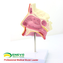 THROAT06 (12512) Anatomía Modelo de cavidad nasal, Modelo de nariz, Modelo de cavidad nasal
